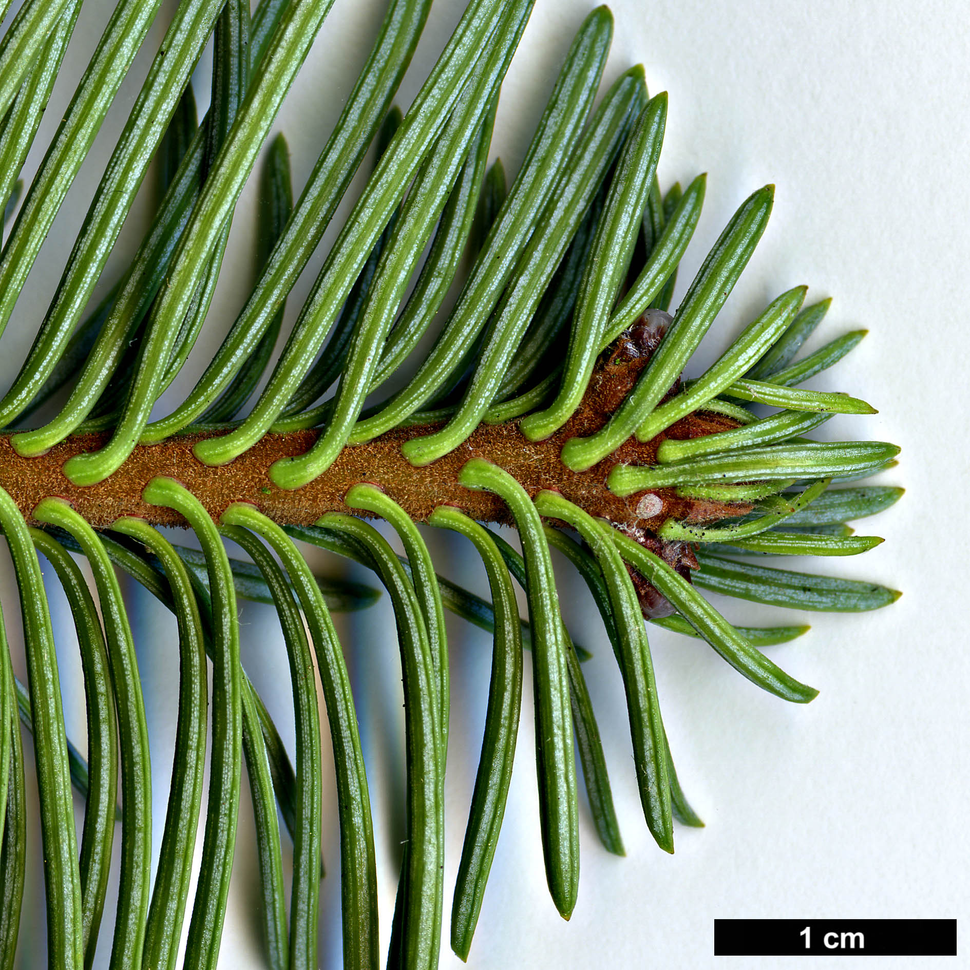 High resolution image: Family: Pinaceae - Genus: Abies - Taxon: magnifica - SpeciesSub: var. shastensis